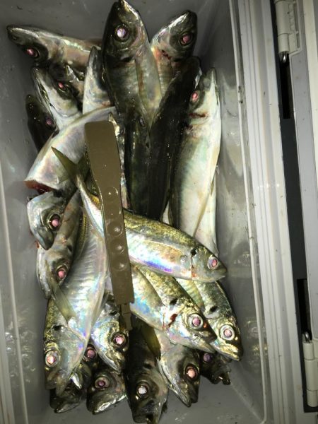 一人ぼっち釣行