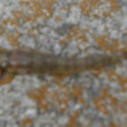 今年最後の淡路島