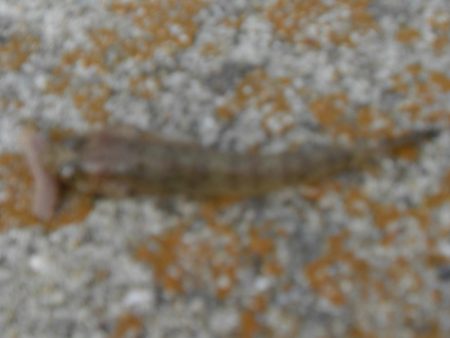 今年最後の淡路島