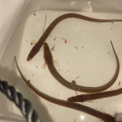 名古屋港でアナゴ釣り