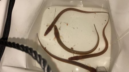 名古屋港でアナゴ釣り