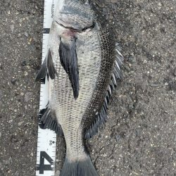 イチノ兄弟、釣果!