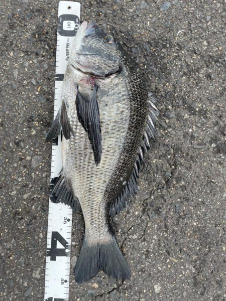 イチノ兄弟、釣果！