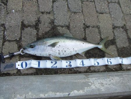 南芦屋浜で　メジロ６３㎝