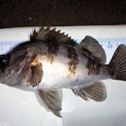 寒い中ライトゲームしてきました