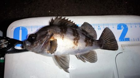 寒い中ライトゲームしてきました