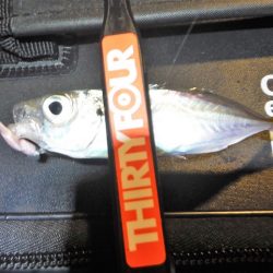 舞鶴で豆アジング