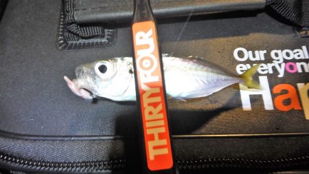 舞鶴で豆アジング