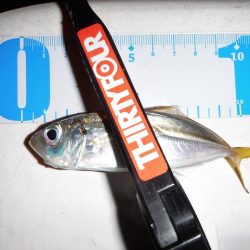 釣り納めに舞鶴でアジング