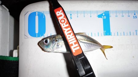 釣り納めに舞鶴でアジング