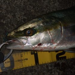 今年最後のつもりで