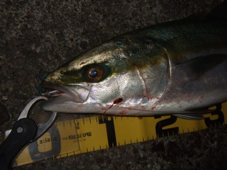 今年最後のつもりで