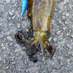 強風の中コウイカゲット！