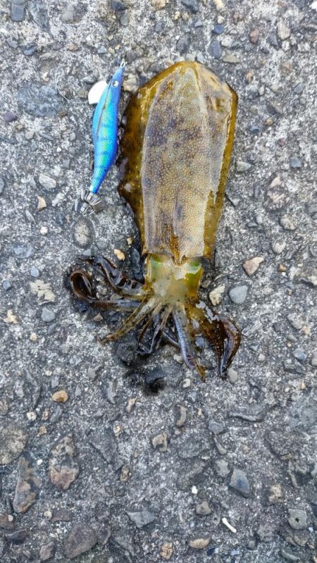 強風の中コウイカゲット！