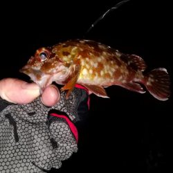 アジが釣りたくて。