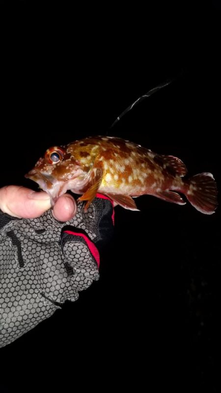 アジが釣りたくて。