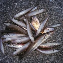 東二見で時合いを上手く捉えました