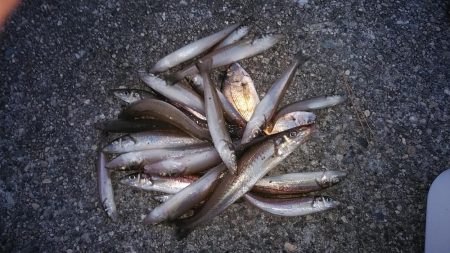 東二見で時合いを上手く捉えました