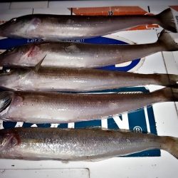 今日も東二見に連投しました