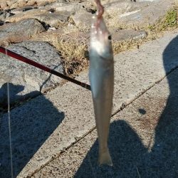 近場のキスが釣れなくなりました