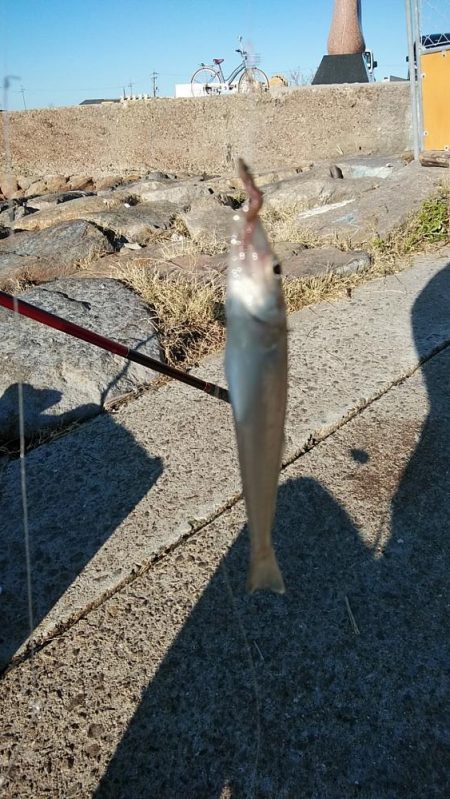 近場のキスが釣れなくなりました