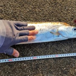 ドラゴンゲット!