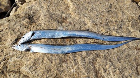 あたり渋い中、、、