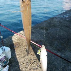 ラスト播磨新島釣行