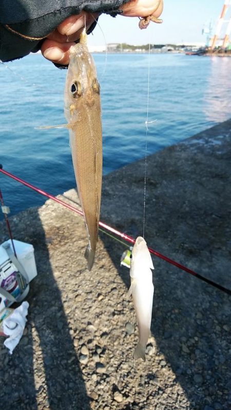 ラスト播磨新島釣行