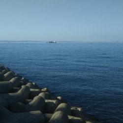 なんとかハマチ