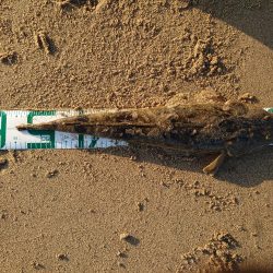 アタリが減ってきたかな