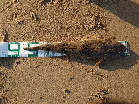 アタリが減ってきたかな