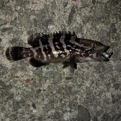 アジの釣果が出てたので行って見たのですが...