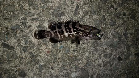 アジの釣果が出てたので行って見たのですが...