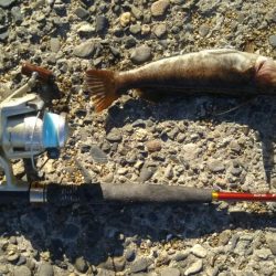 磯崎港防波堤でアイナメ