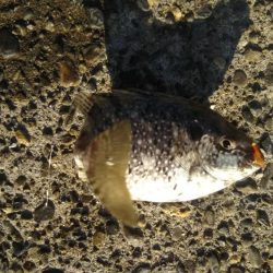 城ヶ島黒島堤防でのんびり小物五目釣り