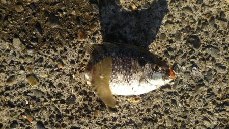 城ヶ島黒島堤防でのんびり小物五目釣り