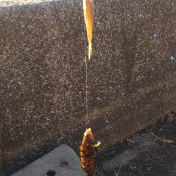 八景島でのんびり小物五目釣り!