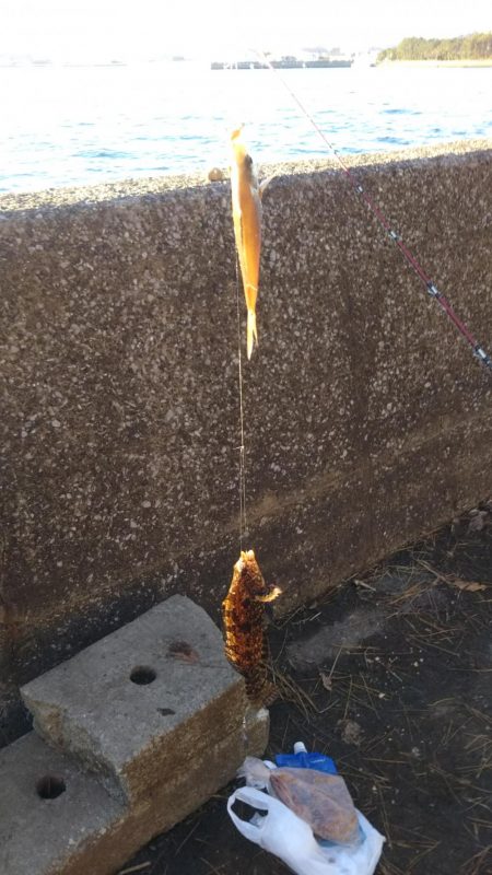 八景島でのんびり小物五目釣り!