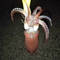 ヒイカ後メバル