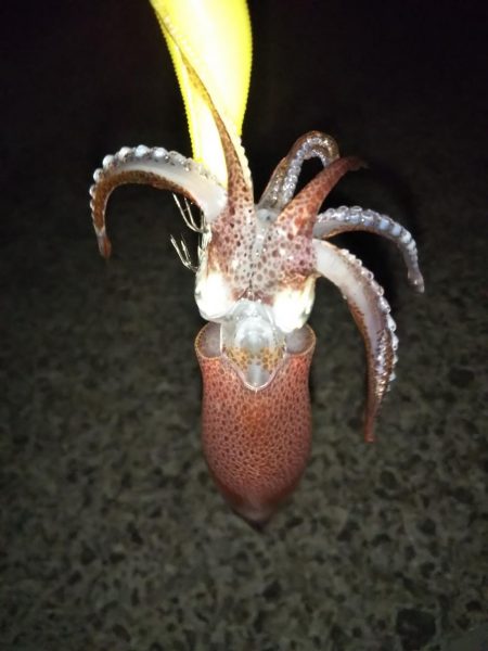 ヒイカ後メバル