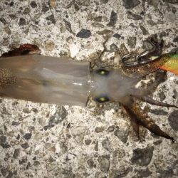 メバル後ヒイカ