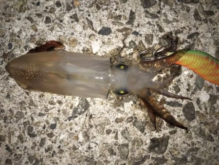 メバル後ヒイカ