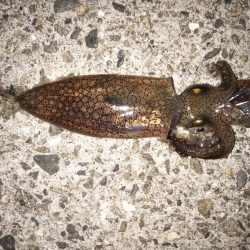 サビキでメバル釣り