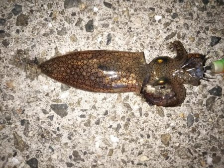 サビキでメバル釣り