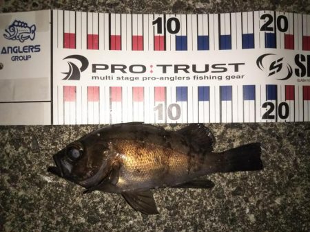 寒波の合間を縫って