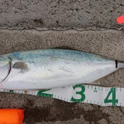 まだまだ青物ｫ～！