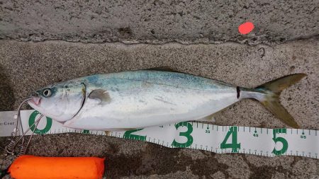 まだまだ青物ｫ～！