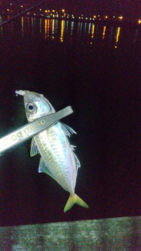 アジ釣り ガシラ釣り