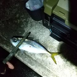 アジ釣り タチウオ釣り